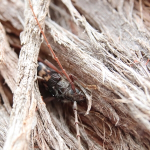 Phoracantha semipunctata at Higgins Woodland - 2 Jan 2024 02:46 PM