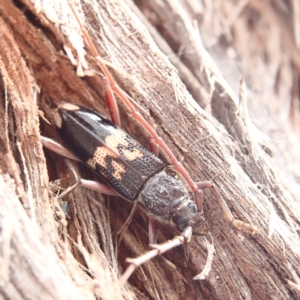 Phoracantha semipunctata at Higgins Woodland - 2 Jan 2024 02:46 PM