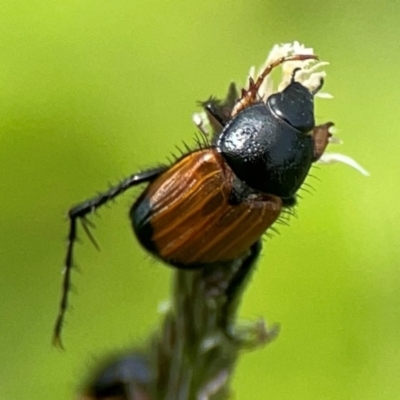 Phyllotocus navicularis (Nectar scarab) at Mount Ainslie to Black Mountain - 2 Jan 2024 by Hejor1