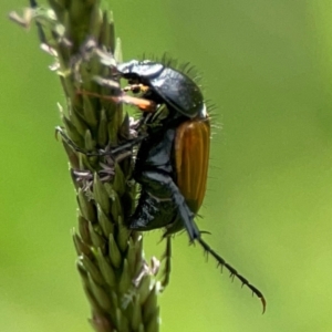 Phyllotocus navicularis at Mount Ainslie to Black Mountain - 2 Jan 2024