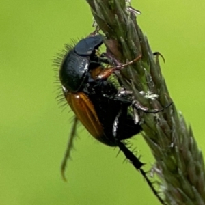 Phyllotocus navicularis at Mount Ainslie to Black Mountain - 2 Jan 2024