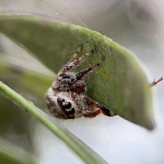 Opisthoncus sp. (genus) (Opisthoncus jumping spider) at Mount Ainslie to Black Mountain - 2 Jan 2024 by Hejor1