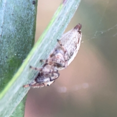 Opisthoncus sp. (genus) at Mount Ainslie to Black Mountain - 2 Jan 2024