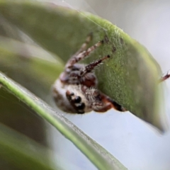 Opisthoncus sp. (genus) at Mount Ainslie to Black Mountain - 2 Jan 2024