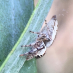 Opisthoncus sp. (genus) at Mount Ainslie to Black Mountain - 2 Jan 2024