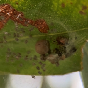 Cryptachaea veruculata at Mount Ainslie to Black Mountain - 2 Jan 2024