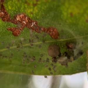 Cryptachaea veruculata at Mount Ainslie to Black Mountain - 2 Jan 2024