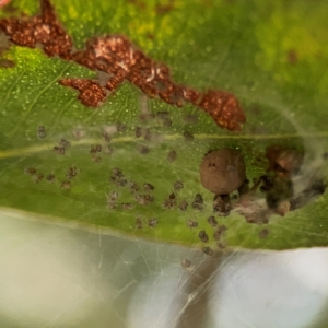 Cryptachaea veruculata at Mount Ainslie to Black Mountain - 2 Jan 2024