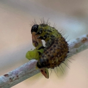 Paropsisterna beata at Mount Ainslie to Black Mountain - 2 Jan 2024