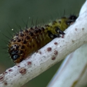 Paropsisterna beata at Mount Ainslie to Black Mountain - 2 Jan 2024