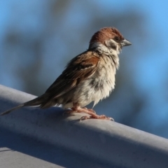 Passer montanus (Eurasian Tree Sparrow) at Huon Creek, VIC - 2 Jan 2024 by KylieWaldon