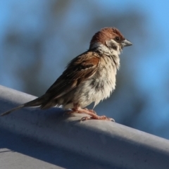 Passer montanus (Eurasian Tree Sparrow) at Huon Creek, VIC - 3 Jan 2024 by KylieWaldon