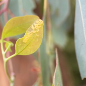 Paropsisterna cloelia at Mount Ainslie to Black Mountain - 2 Jan 2024 04:54 PM