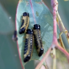 Paropsis atomaria (Eucalyptus leaf beetle) at Mount Ainslie to Black Mountain - 2 Jan 2024 by Hejor1