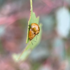 Paropsisterna cloelia (Eucalyptus variegated beetle) at Commonwealth & Kings Parks - 2 Jan 2024 by Hejor1