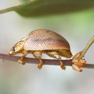 Paropsis atomaria at Mount Ainslie to Black Mountain - 2 Jan 2024