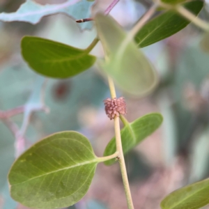 Paropsis atomaria at Mount Ainslie to Black Mountain - 2 Jan 2024