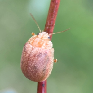 Paropsis atomaria at Mount Ainslie to Black Mountain - 2 Jan 2024