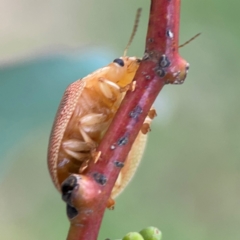 Paropsis atomaria at Mount Ainslie to Black Mountain - 2 Jan 2024