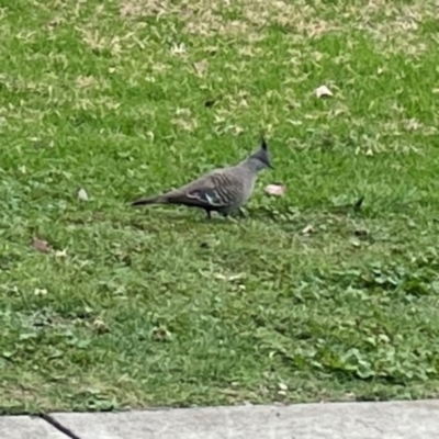 Ocyphaps lophotes (Crested Pigeon) at Commonwealth & Kings Parks - 2 Jan 2024 by Hejor1