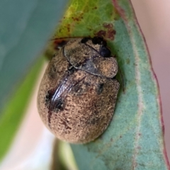 Trachymela sp. (genus) (Brown button beetle) at Mount Ainslie to Black Mountain - 2 Jan 2024 by Hejor1