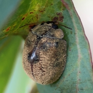 Trachymela sp. (genus) at Mount Ainslie to Black Mountain - 2 Jan 2024