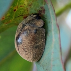 Trachymela sp. (genus) at Mount Ainslie to Black Mountain - 2 Jan 2024