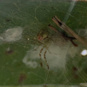 Theridion pyramidale at Mount Ainslie to Black Mountain - 2 Jan 2024