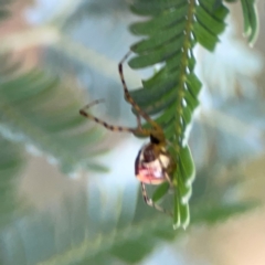 Theridion pyramidale at Mount Ainslie to Black Mountain - 2 Jan 2024