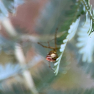 Theridion pyramidale at Mount Ainslie to Black Mountain - 2 Jan 2024