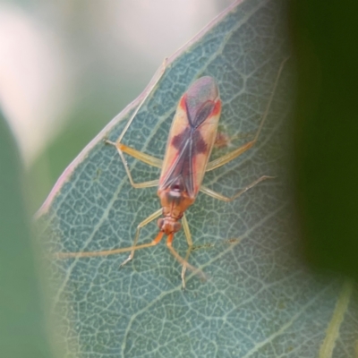 Rayieria sp. (genus) (Mirid plant bug) at Mount Ainslie to Black Mountain - 2 Jan 2024 by Hejor1