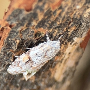 Acropolitis rudisana at Mount Ainslie to Black Mountain - 2 Jan 2024