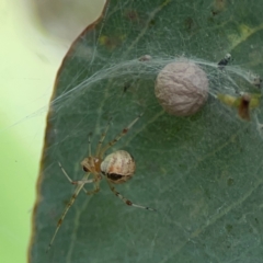 Cryptachaea veruculata (Diamondback comb-footed spider) at Commonwealth & Kings Parks - 2 Jan 2024 by Hejor1