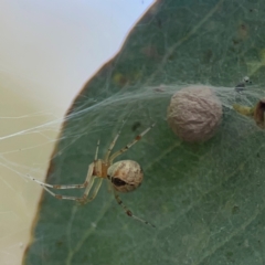 Cryptachaea veruculata at Mount Ainslie to Black Mountain - 2 Jan 2024