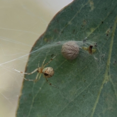 Cryptachaea veruculata at Mount Ainslie to Black Mountain - 2 Jan 2024