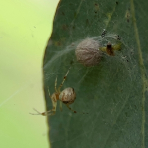 Cryptachaea veruculata at Mount Ainslie to Black Mountain - 2 Jan 2024