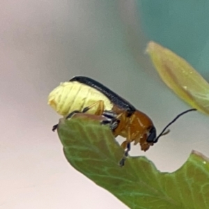 Aporocera (Aporocera) iridipennis at Mount Ainslie to Black Mountain - 2 Jan 2024 05:05 PM