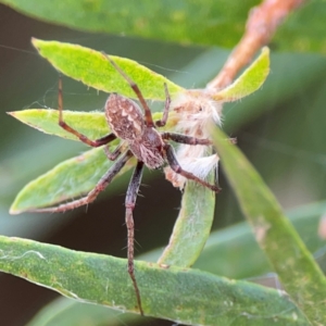 Araneus hamiltoni at Mount Ainslie to Black Mountain - 2 Jan 2024