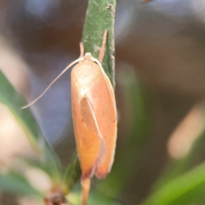 Ptyoptila matutinella at Mount Ainslie to Black Mountain - 2 Jan 2024