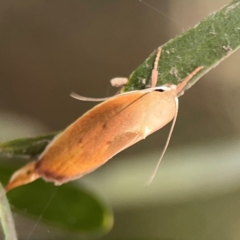 Ptyoptila matutinella at Mount Ainslie to Black Mountain - 2 Jan 2024