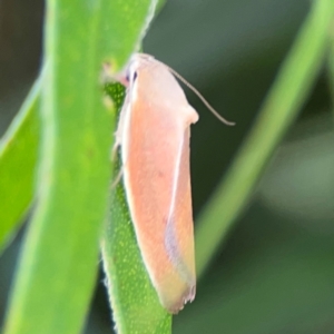 Ptyoptila matutinella at Mount Ainslie to Black Mountain - 2 Jan 2024