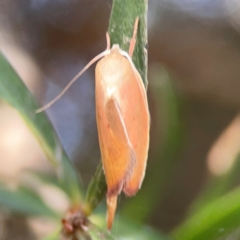 Ptyoptila matutinella at Mount Ainslie to Black Mountain - 2 Jan 2024