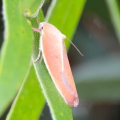 Ptyoptila matutinella at Mount Ainslie to Black Mountain - 2 Jan 2024