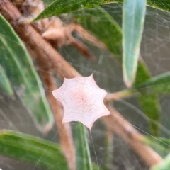 Uloboridae (family) (Unidentified venomless spider) at Commonwealth & Kings Parks - 2 Jan 2024 by Hejor1