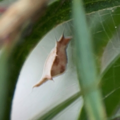 Uloboridae (family) at Mount Ainslie to Black Mountain - 2 Jan 2024