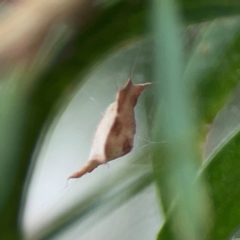 Uloboridae (family) at Mount Ainslie to Black Mountain - 2 Jan 2024