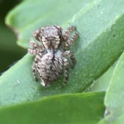 Servaea sp. (genus) (Unidentified Servaea jumping spider) at Mount Ainslie to Black Mountain - 2 Jan 2024 by Hejor1