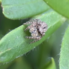 Servaea sp. (genus) at Mount Ainslie to Black Mountain - 2 Jan 2024