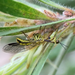 Spaminta minjerribae (Mantisfly) at Commonwealth & Kings Parks - 2 Jan 2024 by Hejor1