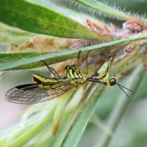 Spaminta minjerribae at Mount Ainslie to Black Mountain - 2 Jan 2024